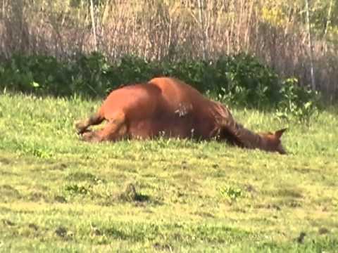 Observing Pregnant Mare Horses in Pature- Crazy ? Answered- Rick Gore Horsemanship