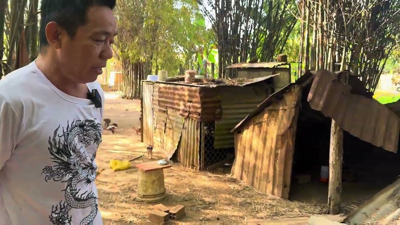 CHUỒNG GÀ SẬP SAU MÙA MƯA - TRỌNG GÀ ĐÒN BÌNH DƯƠNG