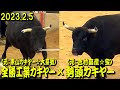 勢頭カキヤー(元：吉村畜産☆宝)ｘ全勝工業カキヤー(元：東山カキヤー☆大芽號)) 2023.2.5　【沖縄闘牛】