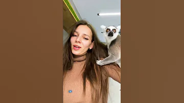 Лемур Джулиан пытается отобрать у мамы волосы 🙀