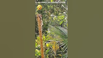 BALI UBUD 🇲🇨 MONKEY 🐒 FUN #cute #animals #shorts