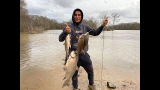 صيد سمك الكارب طعم خيالي صيد بكثرة ???? carp fishing in south Carolina