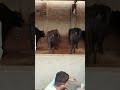 Taza dhodh ki chah