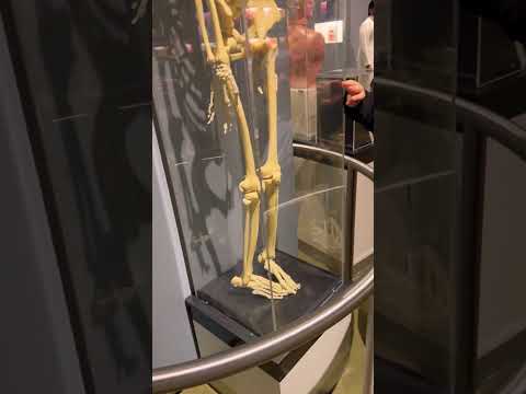 الهيكل جمجمي اكسبلور السعودية شفا لايك اشتراك مشيع ترند تيك توك 