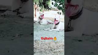 Stani Gultair Dogs Gultair