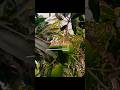 | #minivlog #shortvideo #youtubeshorts #shorts