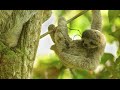 Wild Baby Sloth - Costa Rica