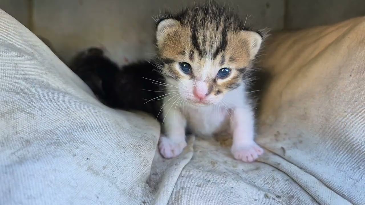 Little Lions. Cute Baby Kittens