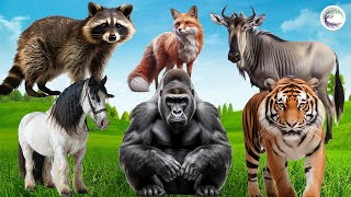The Most Beautiful Animals Of Asia: Raccoon, Fox, Wildebeest, Gorilla, Tiger