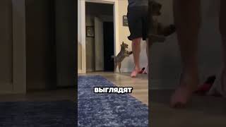 Боевой кот