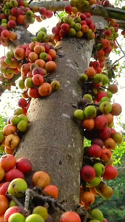 Petik buah tin yang memiliki pohon sangat besar #tinfruit #buahtin #fruits