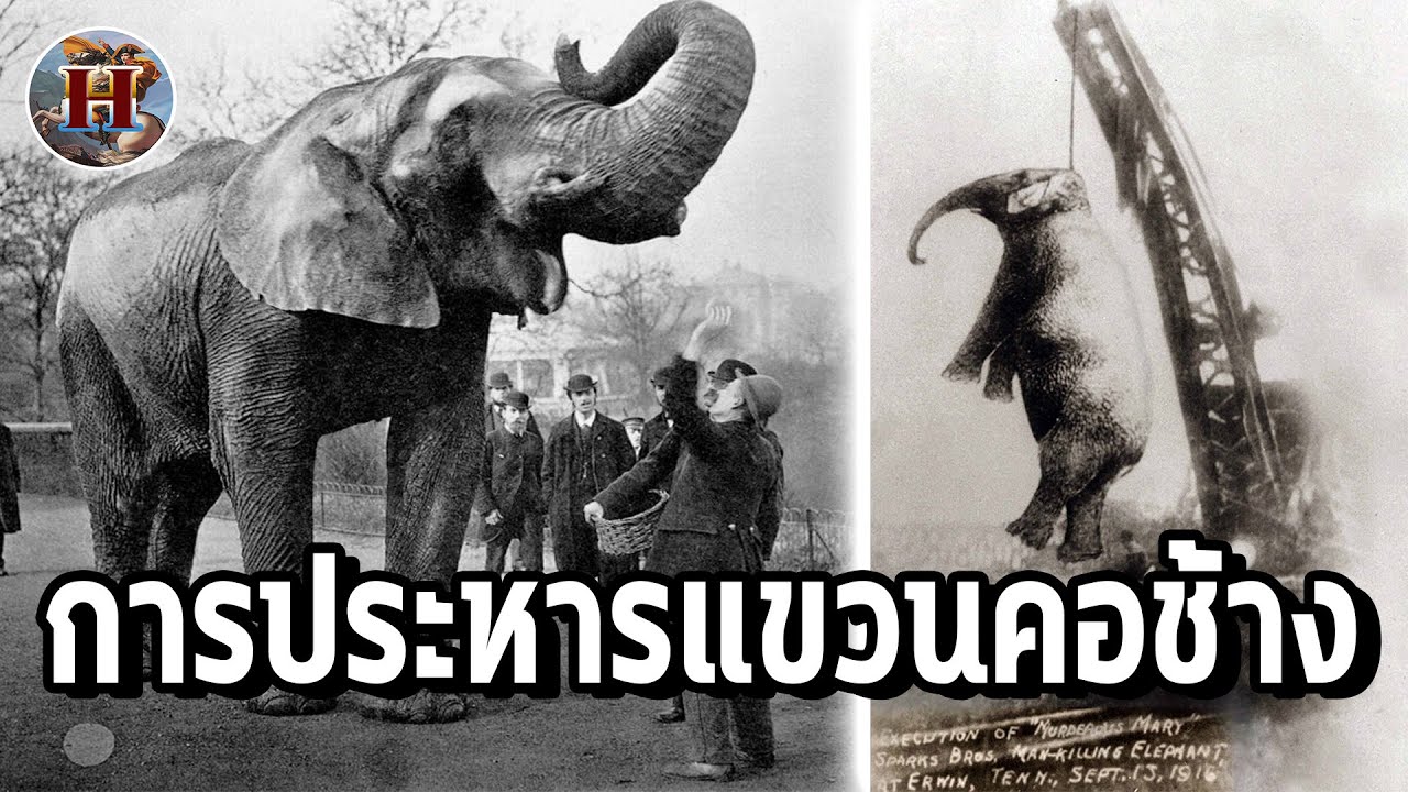 โทษประหารสุดหดหู่ การแขวนคอช้างแมรี่ - History World