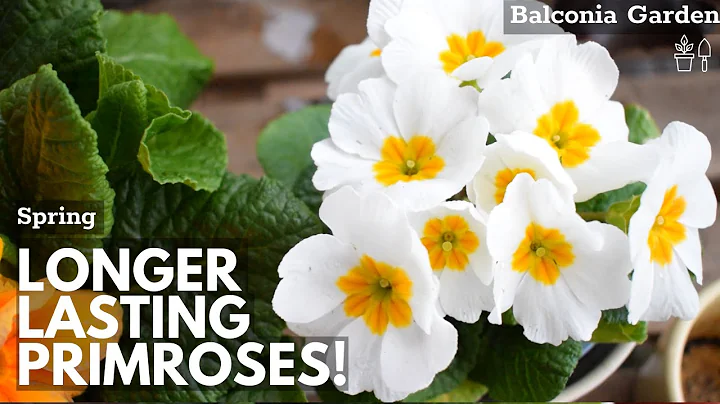 How To Make Primroses Bloom Longer When Grown Indoors 🌿 Balconia Garden - DayDayNews