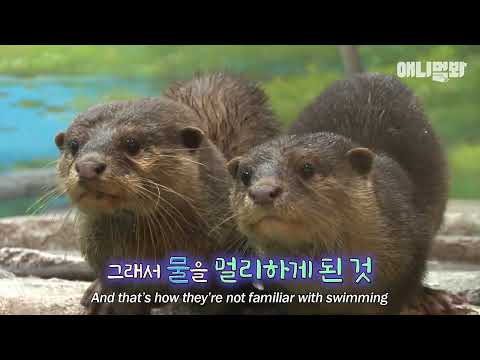 아기 수달이 어미에게 제때 수영을 배우지 못하면 생기는 일 😧ㅣOtter Siblings That Hate <strong>Water</strong> The <strong>Most</strong>