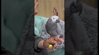  توتي          كوردي         ببغاوات سمعها