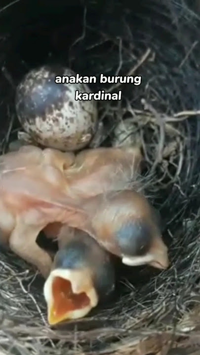 anakan burung kardinal,sepintas telurnya mirip burung branjangan dan burung puyuh#shortvideo