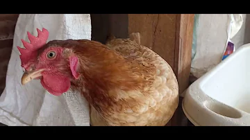 ¿A qué hora del día ponen huevos las gallinas?