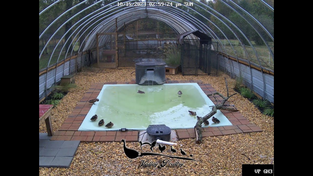 View of Greenhouse Aviary Build Part 6 - YouTube