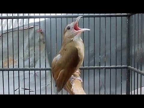 kapas tembak buka ekor. full isian materi muntah. full speed