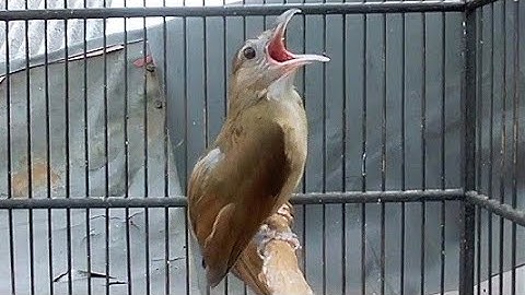  KAPAS TEMBAK GACOR NGEBREN WOW ‼️ MASTERAN HANDAL DAN PANCINGAN 