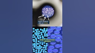 Take a Look at New Microscope for Real-Time Brain Imaging