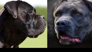 Cane Corso vs Amerikan Bandoge by Emily Haddock 419 views 7 years ago 1 minute, 7 seconds