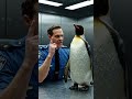 pengavin