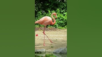 Hồng Hạc Kiêu Sa 🦩💖  Giai Điệu Thiên Nhiên An Lành #short #nhạc #chim!