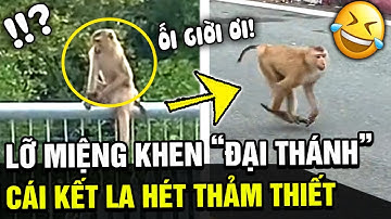 Nhỡ miệng khen hậu duệ "TÔN NGỘ KHÔNG" dễ thương, cô gái nhận cái kết "LA HÉT THẢM THIẾT" | TÁM TV
