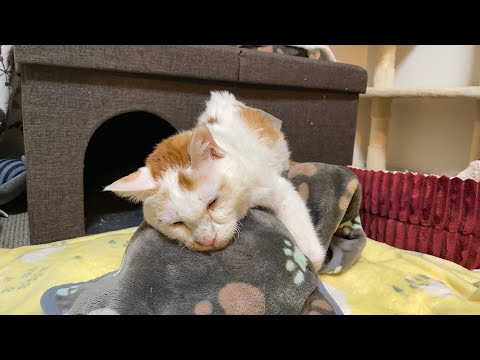 yamaneko with cats - YouTube