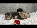 Kittens minds are blown by crinkly toy