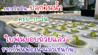 ใบพ้นขอบถ้วยแล้วจ้า รีบ ๆ โตนะลูกค้ารออยู่ : 11 วัน