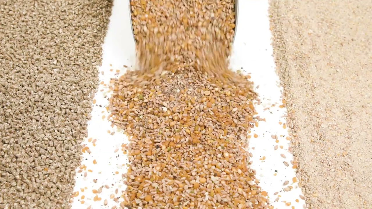 Whole Grain, Mash, Pellet Organic Chicken Feed from Mile Four YouTube