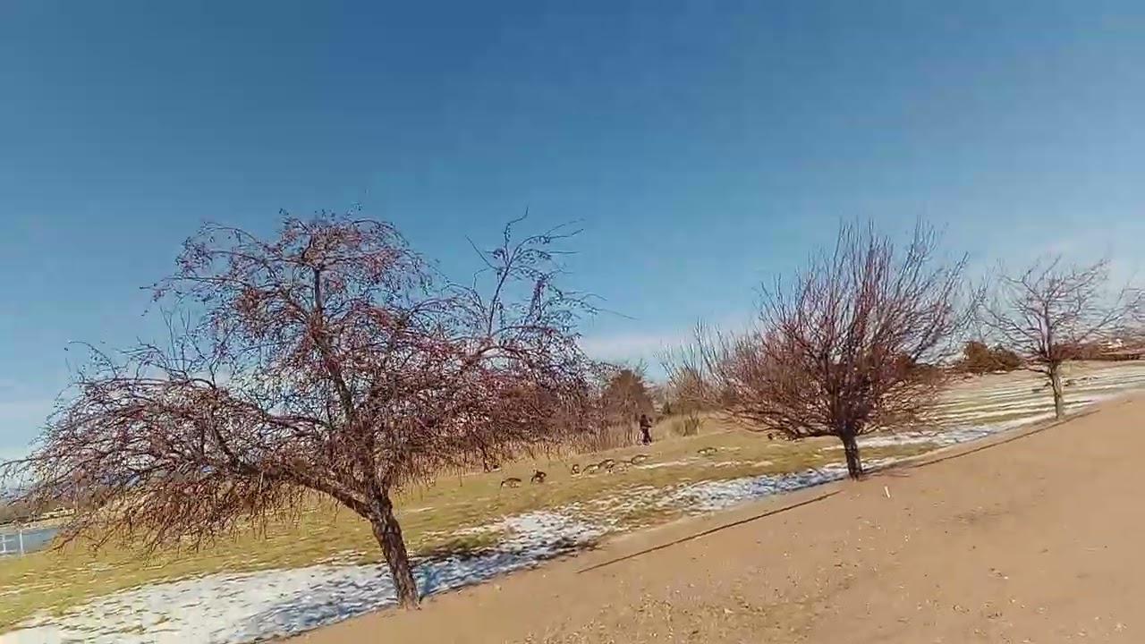 Dog Nutters Mutt Will Not Follow Command at Local Park 1-12-26