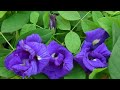 How to get more flower from aparajitaclitoria ternatea plantwith english subtitle