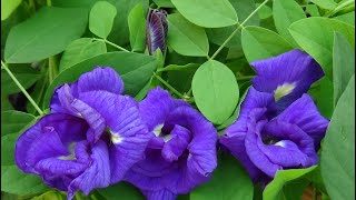 In this video, you will see how to take care of the aparajita
plants/clitoria ternatea plant and get more flower. (how make
multipurpose potting soil mix ...