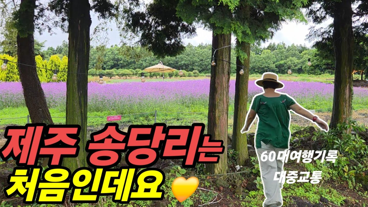 🇰🇷 제주송당리를 지금 가야하는 이유💜/ 국내제일큰스타벅스R / 꼭가볼만한 안친오름/최고의우럭정식