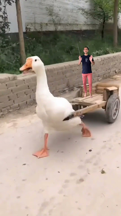 Duck running funny meme 😳 #viralshorts #shorts #vfx #shortsfeed #shortsyoutube