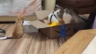 Catbox by rcncableguy 53 views 8 months ago 3 minutes, 23 seconds