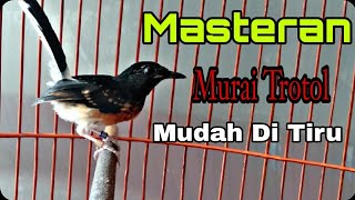 Masteran Murai Trotol Mudah Di tiru#masteranmuraitrotol #masteranmuraibatutrotol