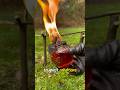 Don't Throw Away Glass Bottles! | DIY Survival Stove🔥 #survival #creativesurvival #bushcraft #ideas