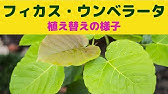 鉢底から根が出ているウンベラータ植え替え くまパン園芸 Youtube 鉢底から根が出ているウンベラータ植え替え くまパン園芸 Youtube