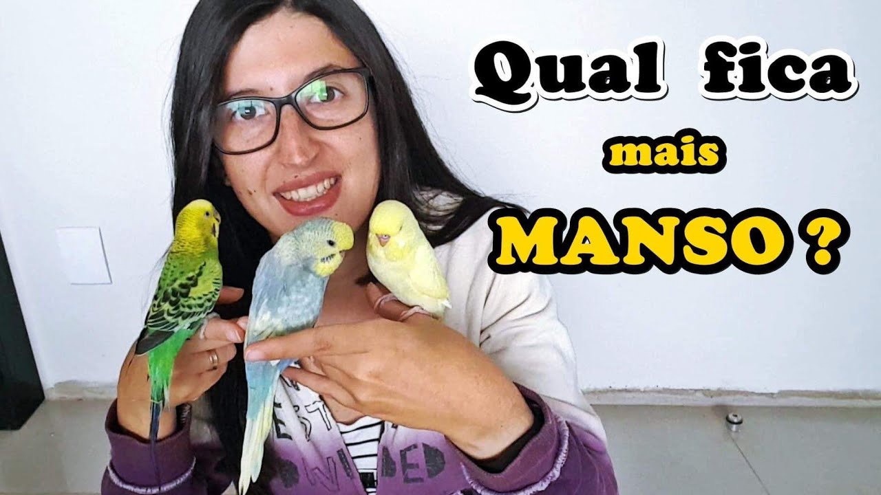 DIFERENÇAS DO PERIQUITO AUSTRALIANO E PERIQUITO INGLÊS - UDP