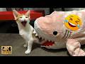 Funny Pets Caught Having The Worst Day Ever 😂 Cute Pet Moments Compilation