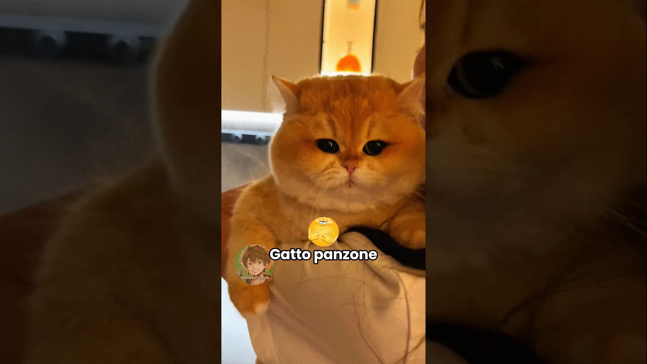 🐱 Gatto panzone (PARTE 29)