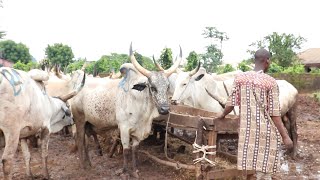 EDO: A visit to Aduwawa cattle market latest price of cow, goat ram in benin city