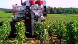 vendanges 2011