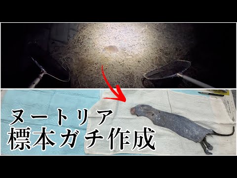 Major Discovery] I Dissected a Nutria and Found a Shocking Truth