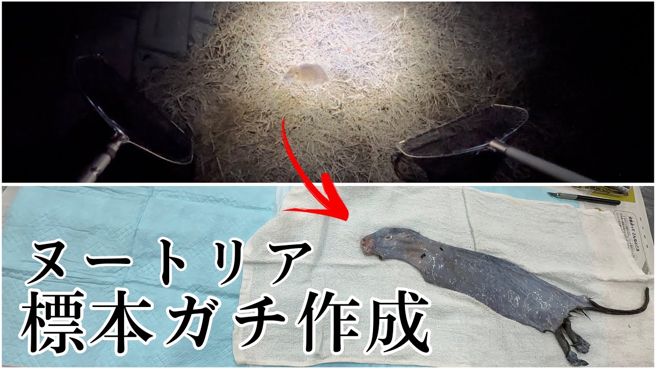 Major Discovery] I Dissected a Nutria and Found a Shocking Truth