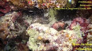 Crustacean Etisus utilis Sawedged Spooner Crab 2 con Stenopus hispidus Banded coral shrimp P